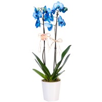 Seramik Saksıda 2 Dal Mavi Orkide